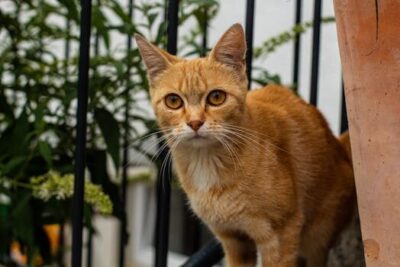 que es el merchandising impreso ecologico Imprentas en España